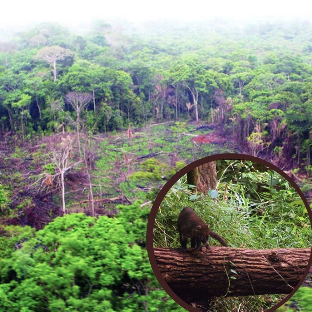 deforestación