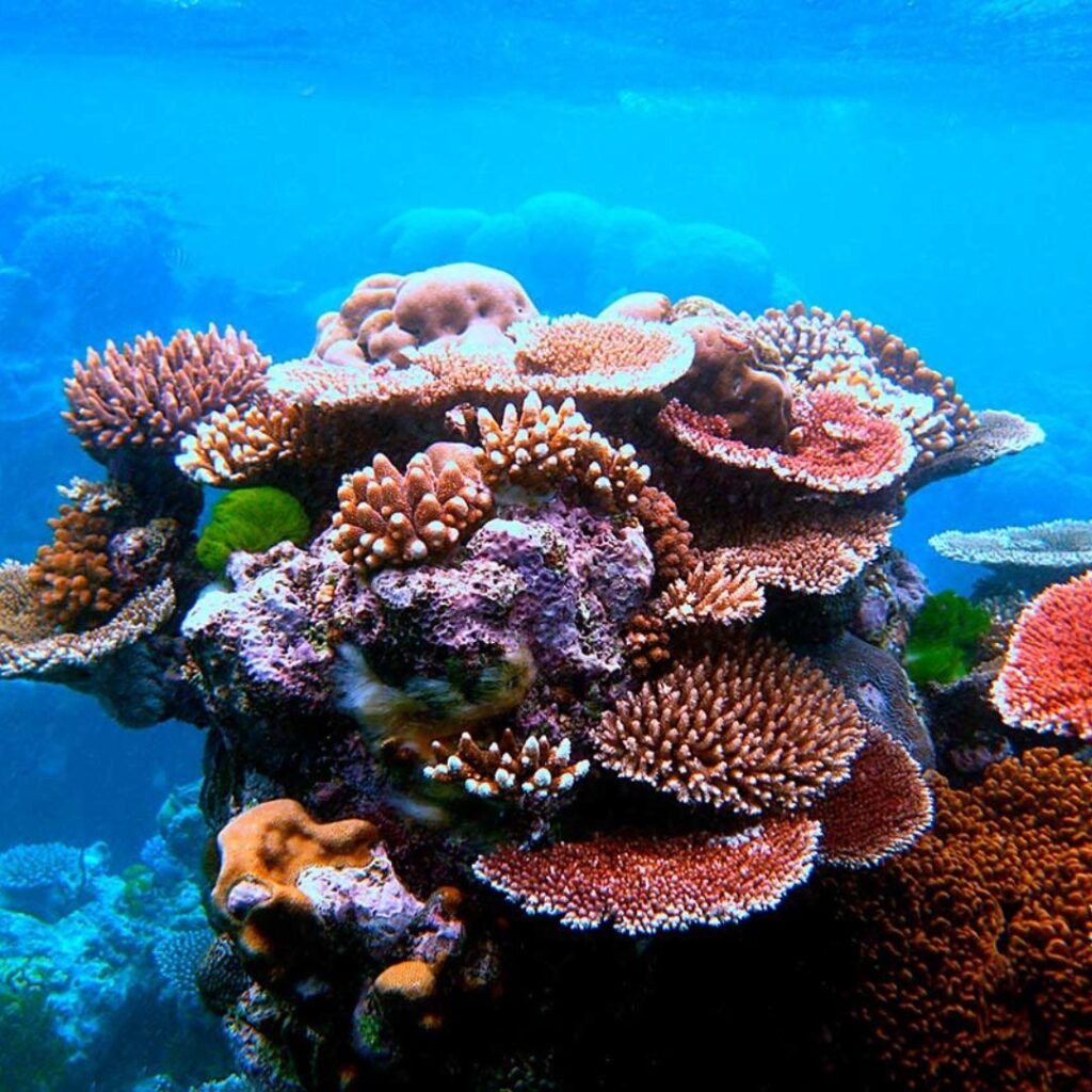 importancia arrecifes coral
