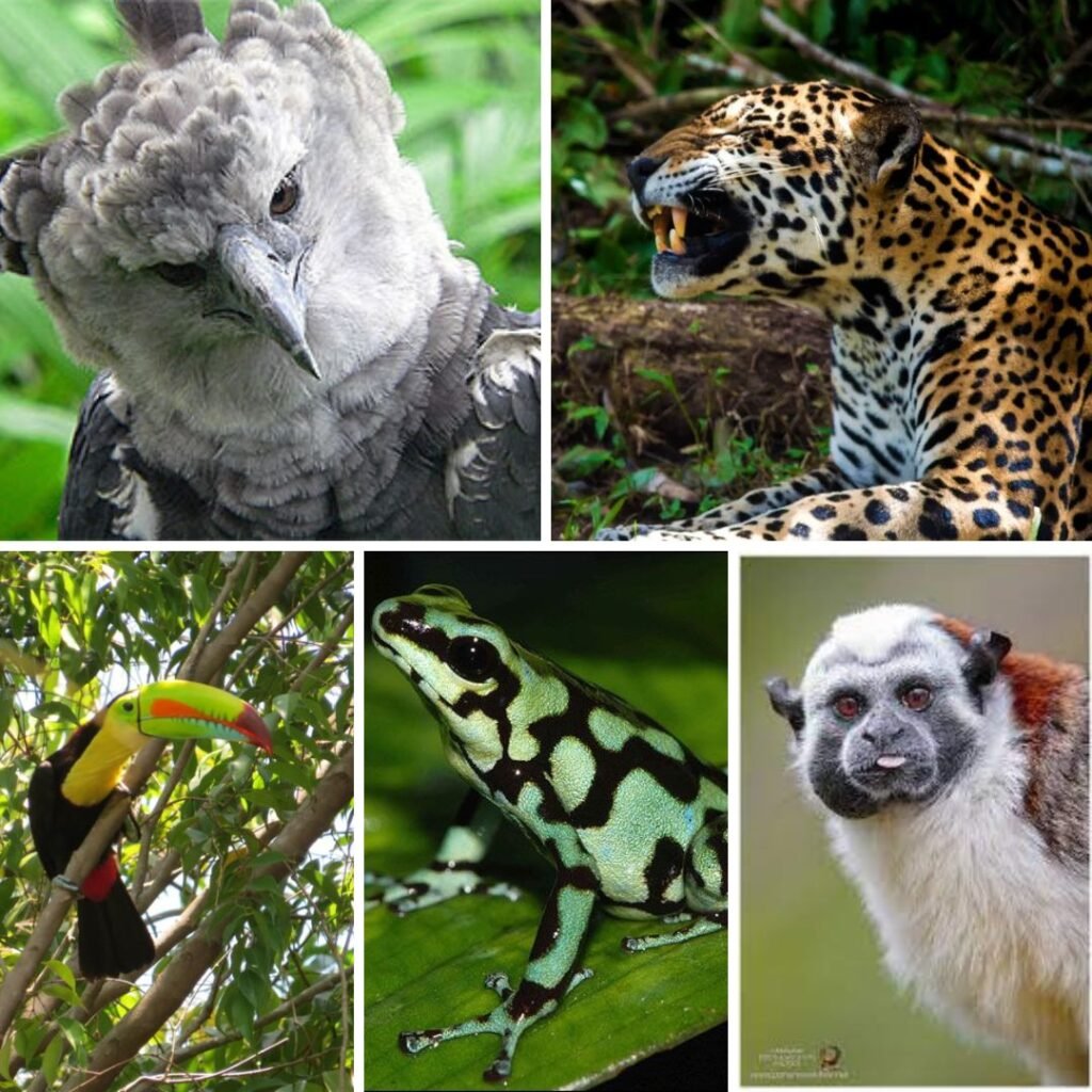 biodiversidad del Darién
