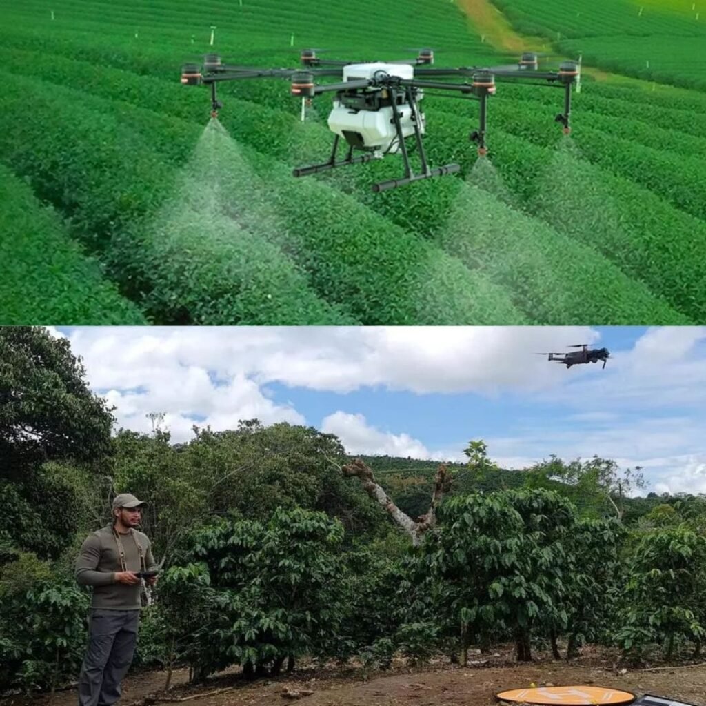 futuras iniciativas de reforestación